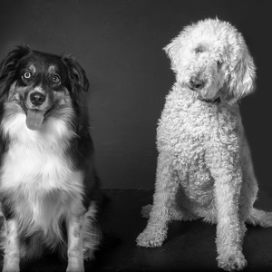 Fundraising Page: Bear and Molly Elder